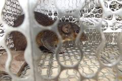 Rhinosciurus laticaudatus