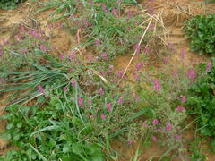 Fumaria officinalis officinalis