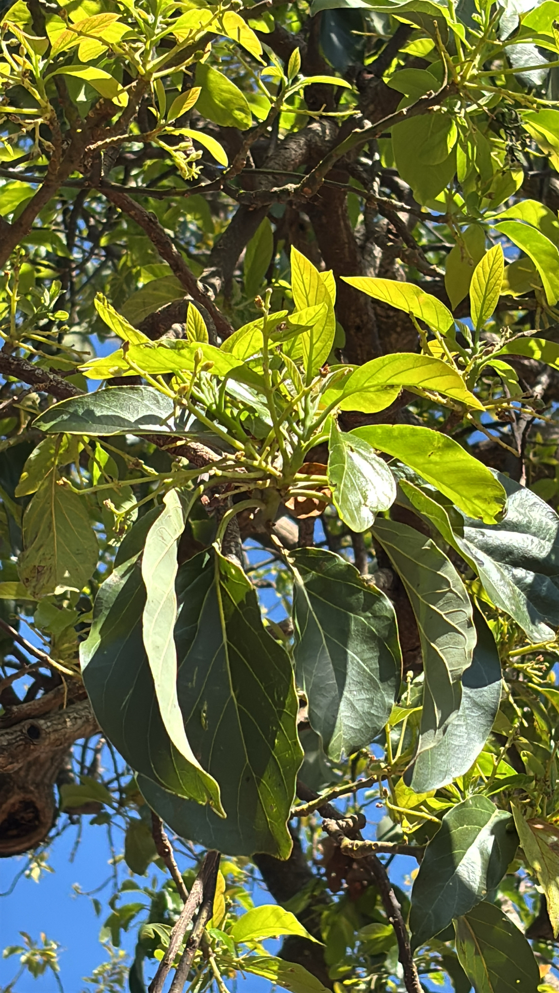Persea americana