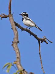 Batis senegalensis
