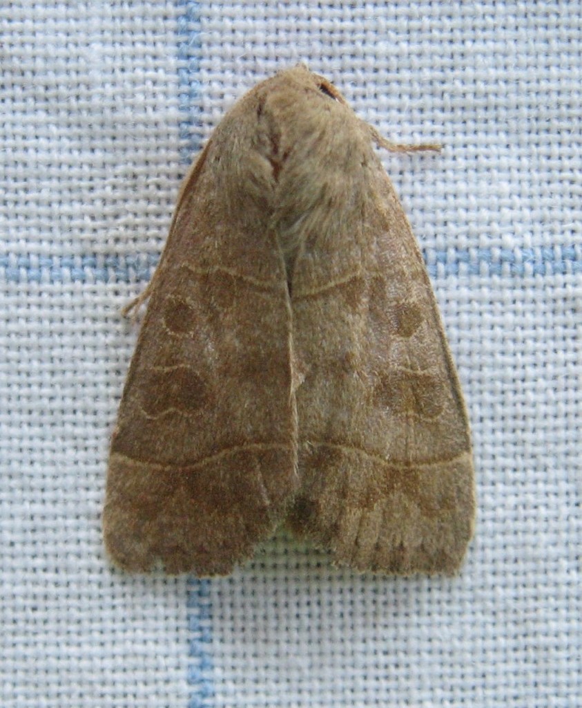 Even-lined Sallow