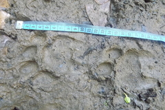 Panthera pardus melas