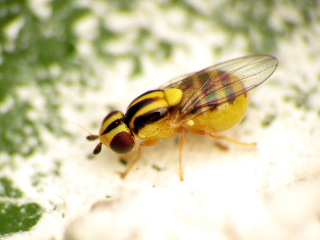 Chloropid Fly
