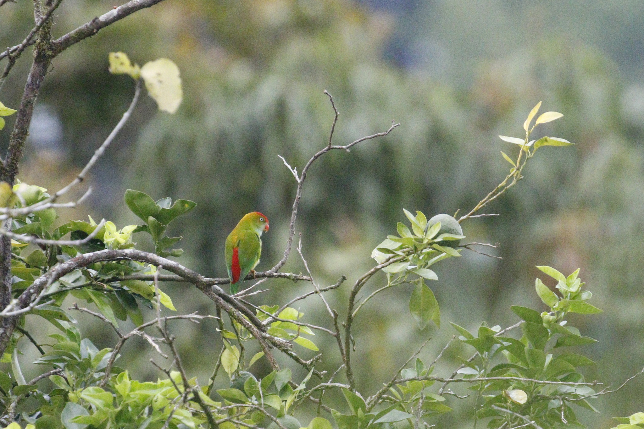 Sri Lanka Hanging Parrot (Loriculus beryllinus), photo 1