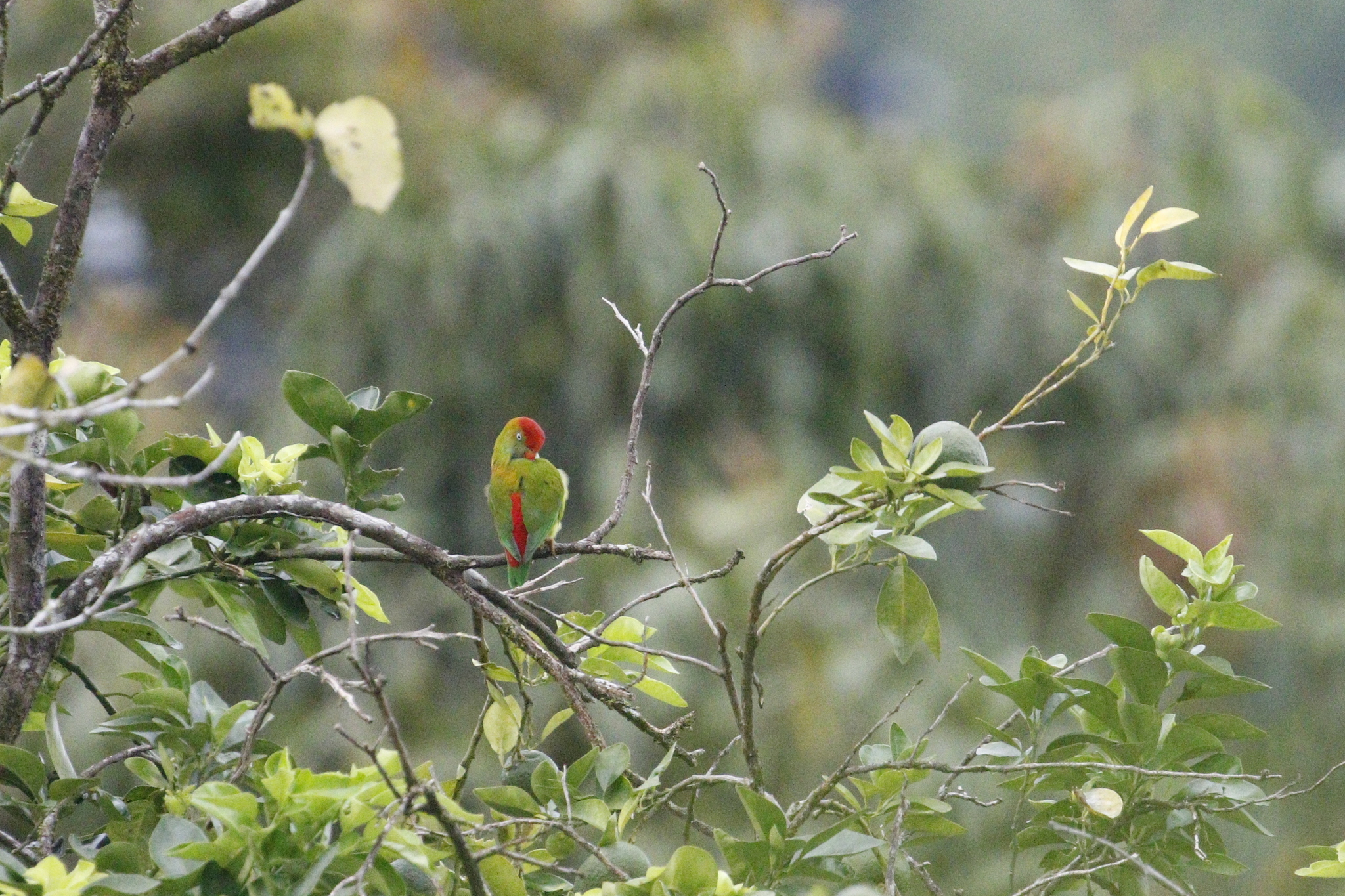 Sri Lanka Hanging Parrot (Loriculus beryllinus), photo 2