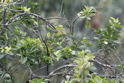 Sri Lanka Hanging Parrot (Loriculus beryllinus), photo 8