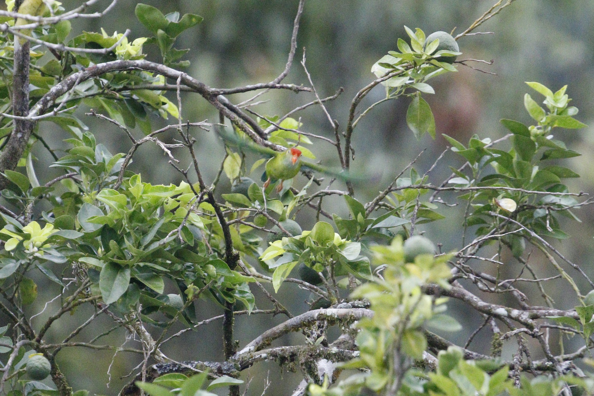 Sri Lanka Hanging Parrot (Loriculus beryllinus), photo 8