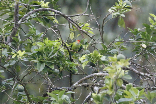 Sri Lanka Hanging Parrot (Loriculus beryllinus), photo 7