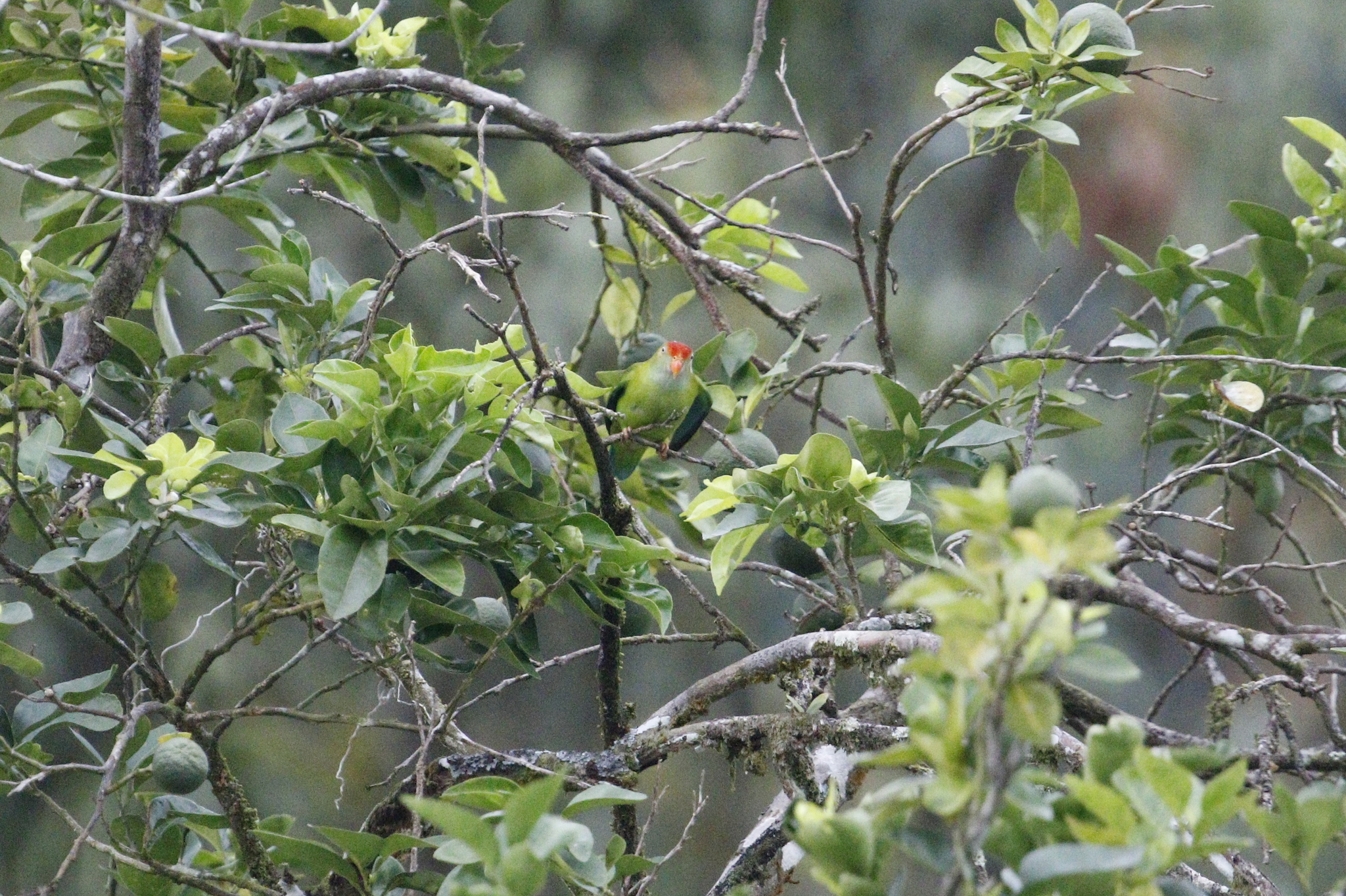 Sri Lanka Hanging Parrot (Loriculus beryllinus), photo 7