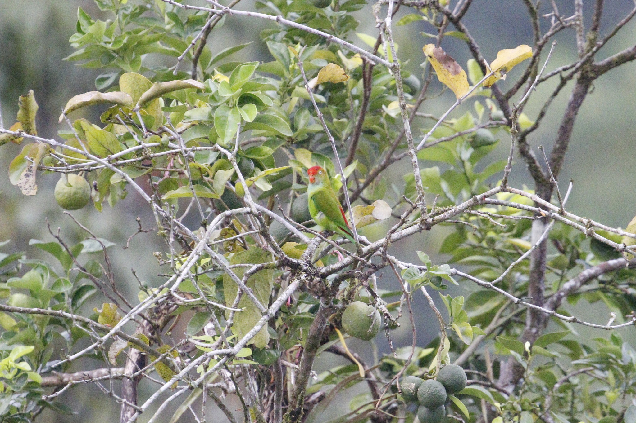 Sri Lanka Hanging Parrot (Loriculus beryllinus), photo 10