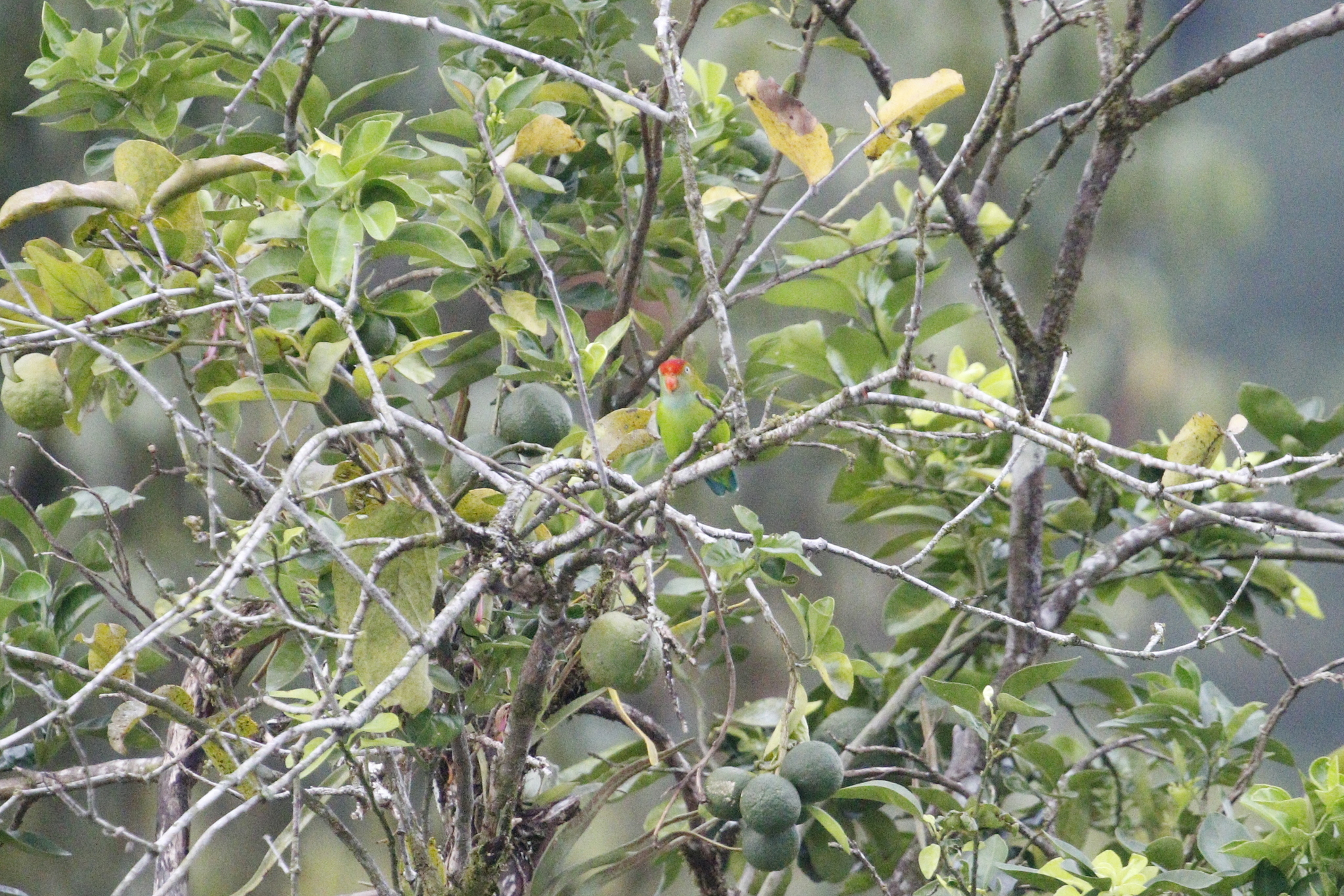 Sri Lanka Hanging Parrot (Loriculus beryllinus), photo 9