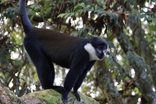L'Hoest's Monkey