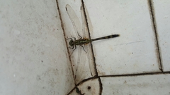 Orthetrum serapia