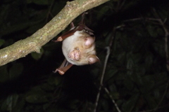 Hipposideros diadema