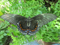 Heraclides androgeus