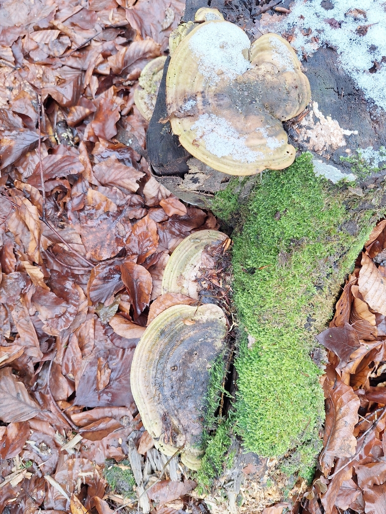 Trametes gibbosa · February 2026 · photo: © istvan__kovacs (iNaturalist, cc0)