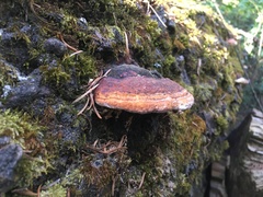 Fomitopsis schrenkii