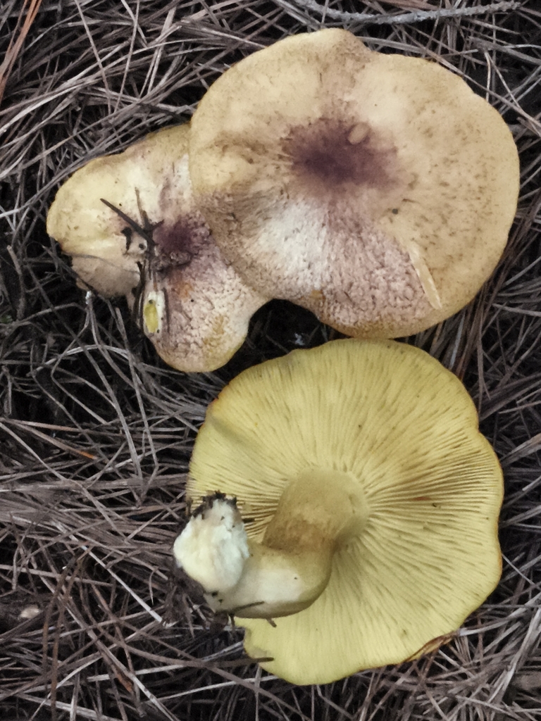 Tricholomopsis rutilans · February 2026 · photo: © jose_castro (iNaturalist, CC)
