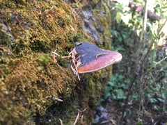 Fomitopsis schrenkii