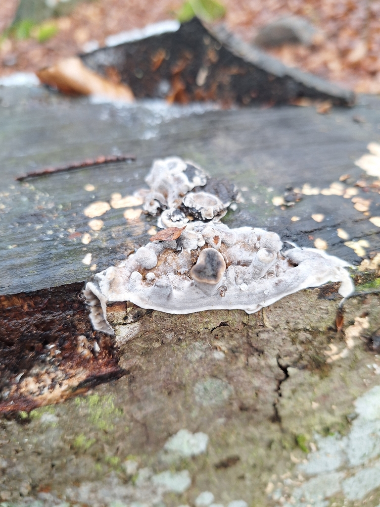 Bjerkandera adusta · February 2026 · photo: © istvan__kovacs (iNaturalist, cc0)