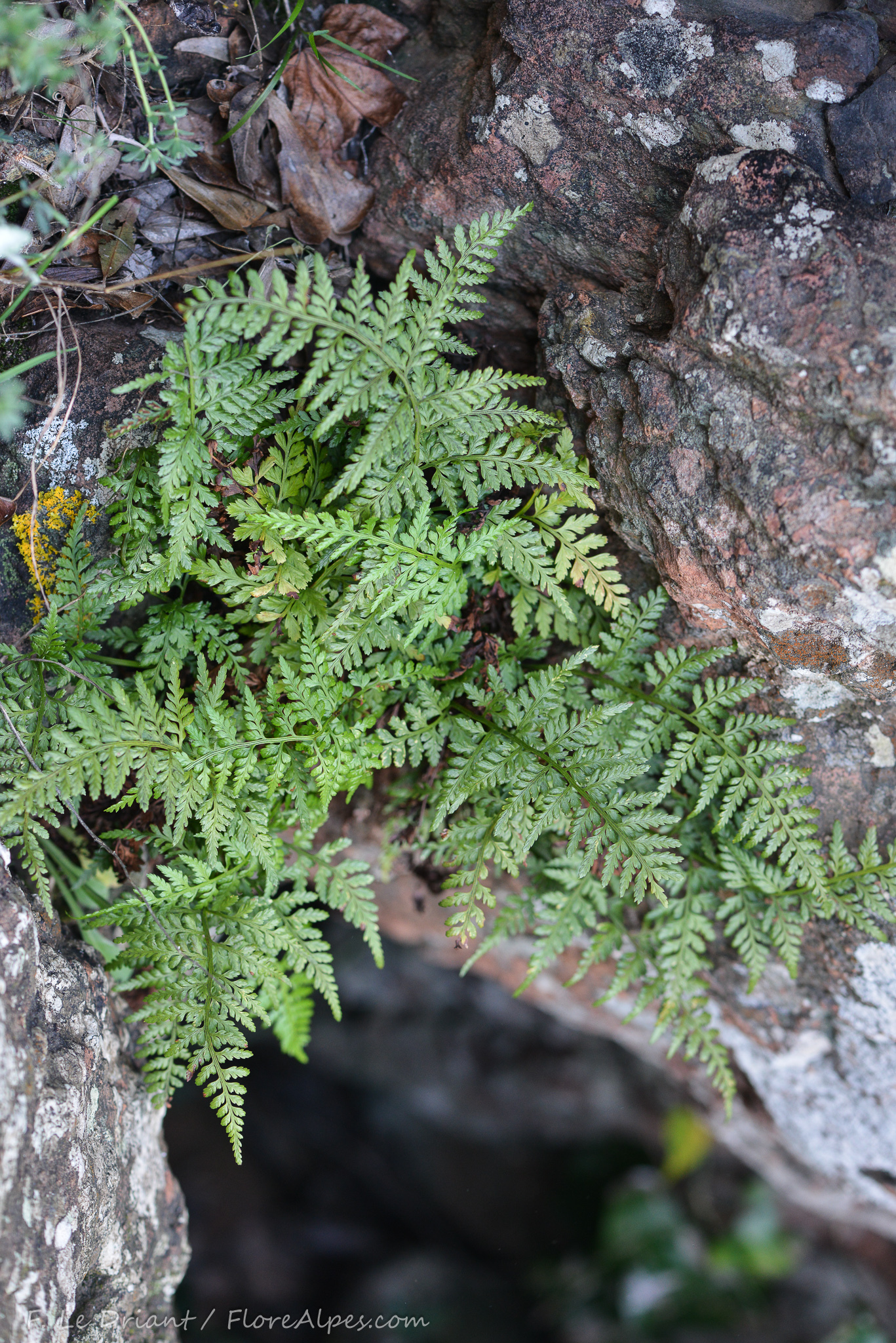 Asplenium balearicum Shivas 2