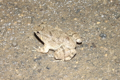Limnonectes kuhlii