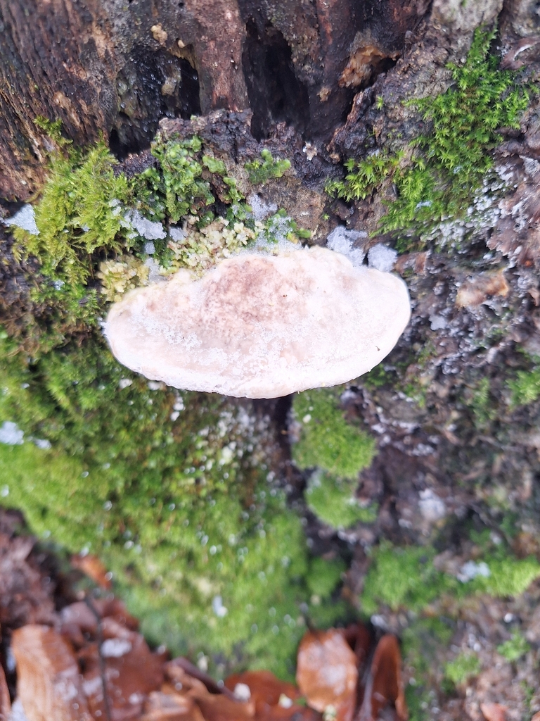 Trametes gibbosa · February 2026 · photo: © istvan__kovacs (iNaturalist, cc0)