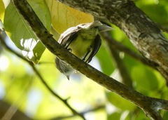 Elaenia flavogaster