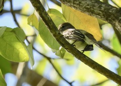 Elaenia flavogaster