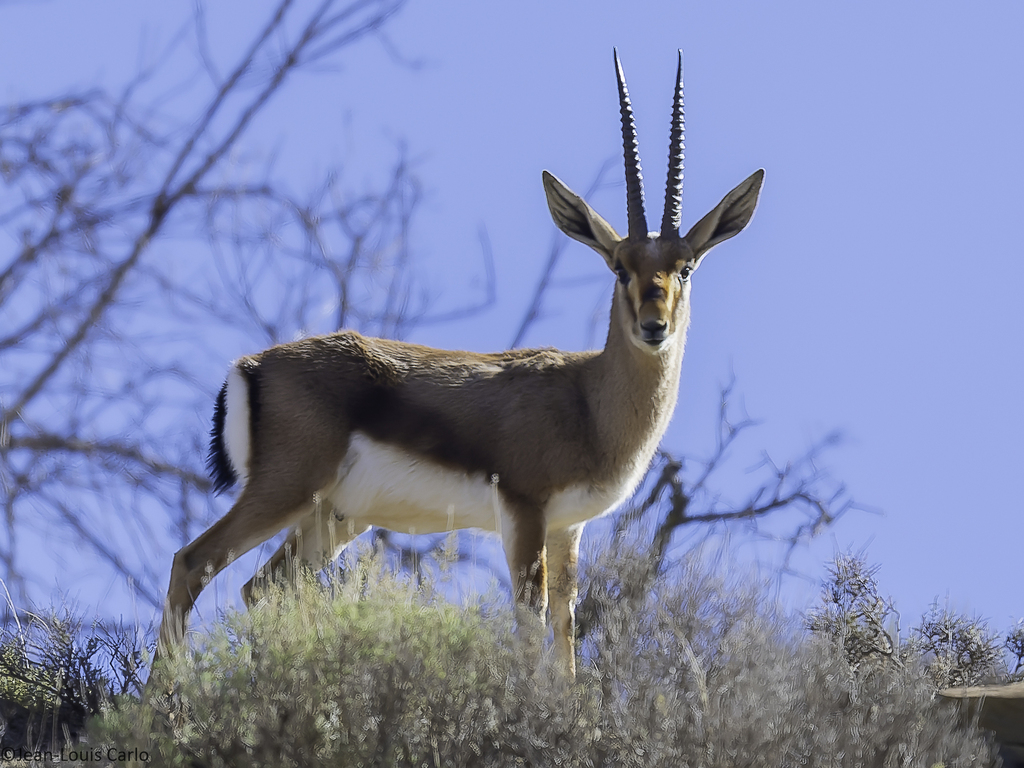 Cuvier's Gazelle
