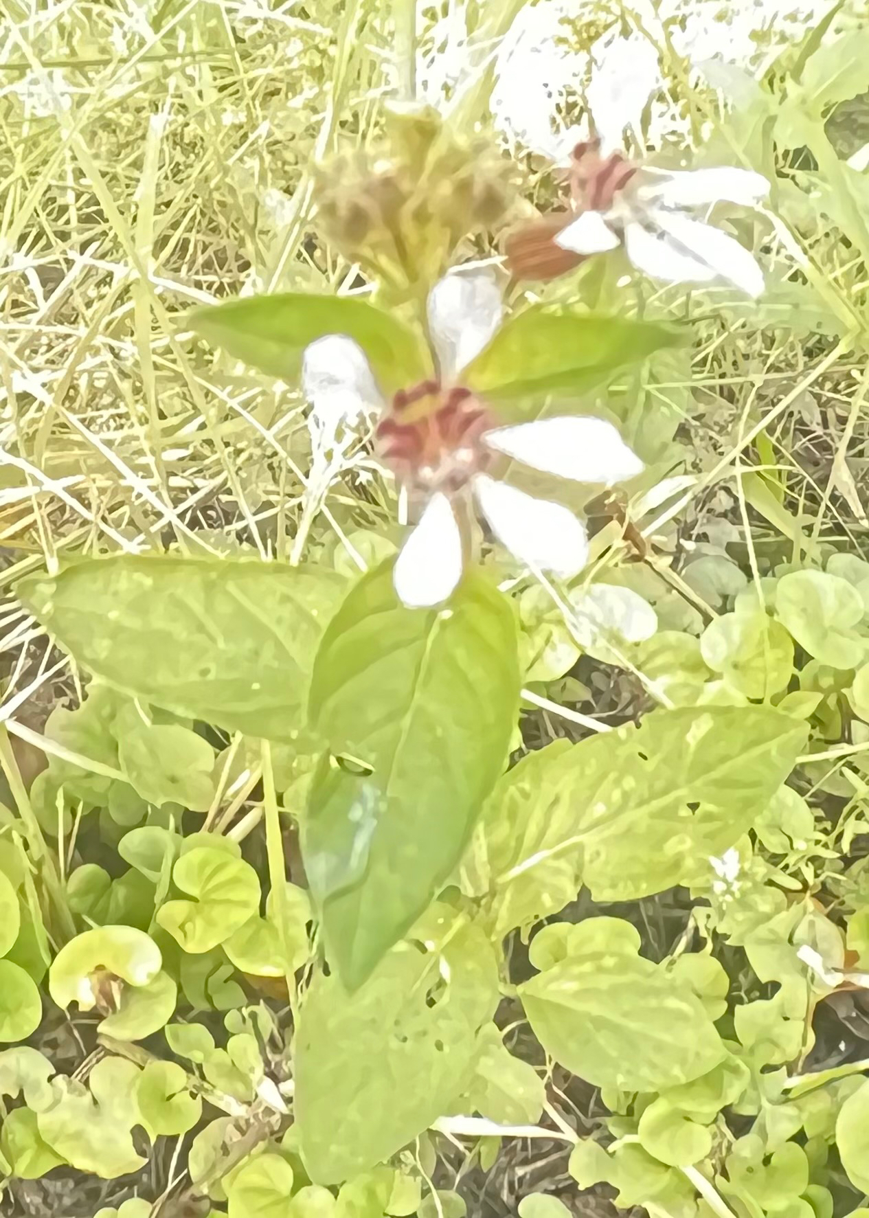 रियाज का फुल (Cuphea racemosa)