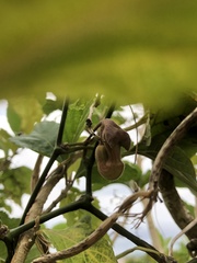 Aristolochia liukiuensis
