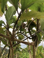 Aristolochia liukiuensis