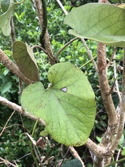 Aristolochia liukiuensis