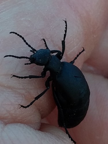 Blister beetle