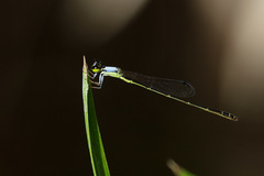 Agriocnemis exsudans