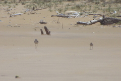 Charadrius javanicus