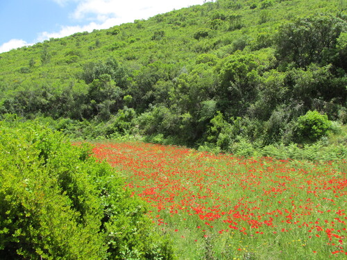 Papaver rhoeas