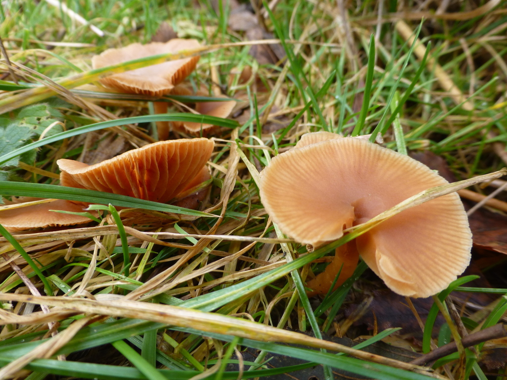 Tubaria furfuracea · January 2026 · photo: © sahalsey (iNaturalist, cc-by)
