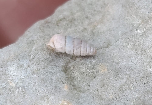 Granopupa granum