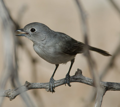 Vireo vicinior