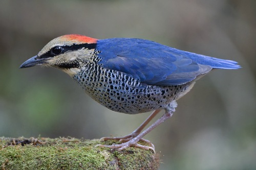 Blue Pitta