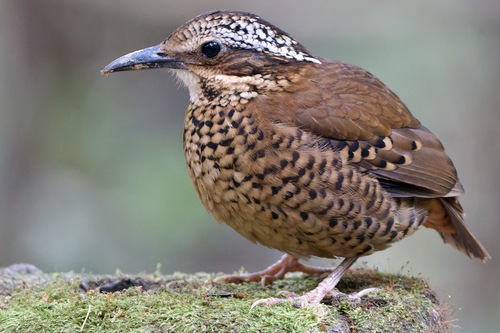 Eared Pitta