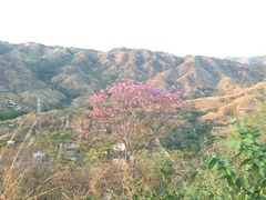 Handroanthus impetiginosus