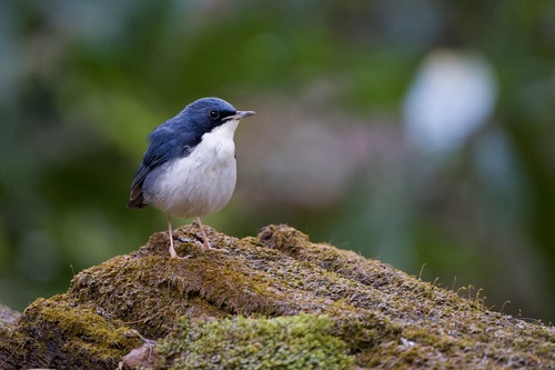 Siberian Blue Robin