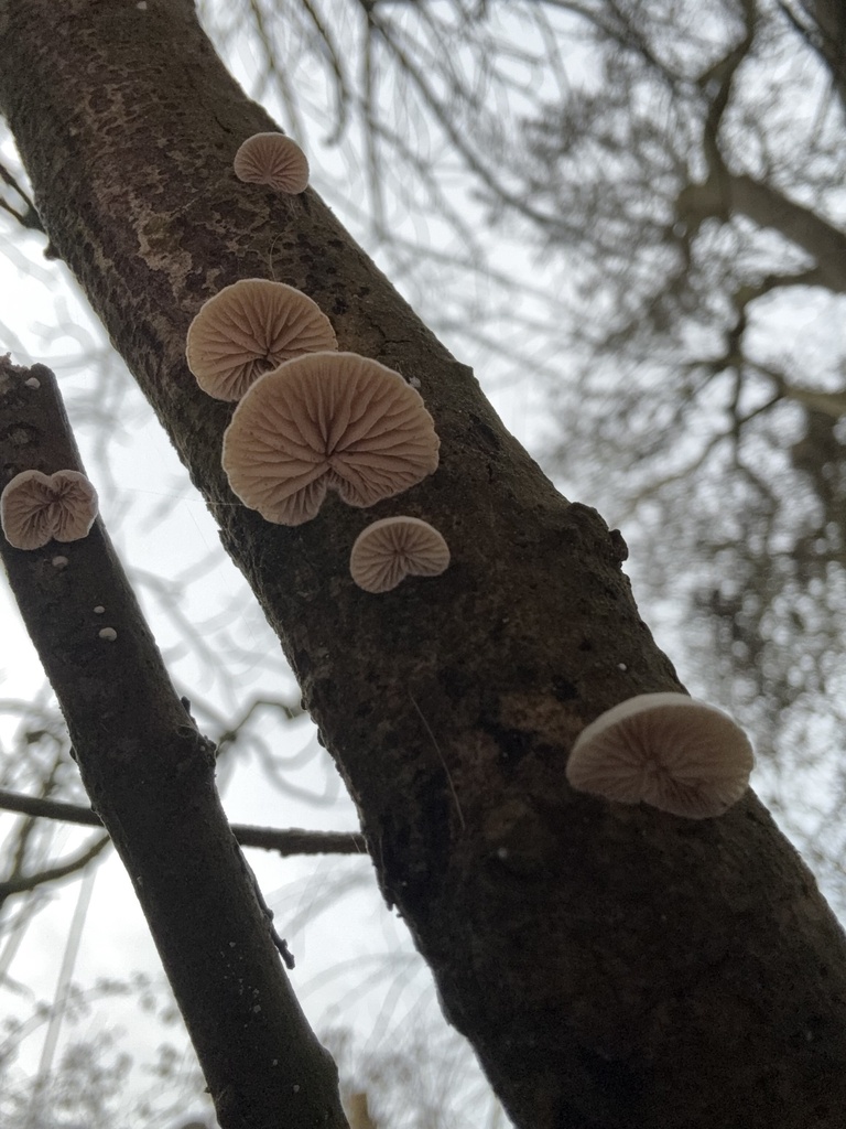 Crepidotus · February 2026 · photo: © cjoynson (iNaturalist, cc0)