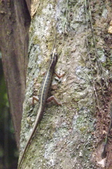 Sphenomorphus sanctus