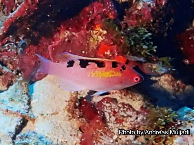Cenderawasih Wrasse