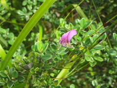 Podalyria buxifolia