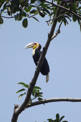 Rhyticeros undulatus